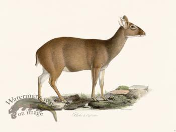 Cuvier 053 Hyelaphus Deer